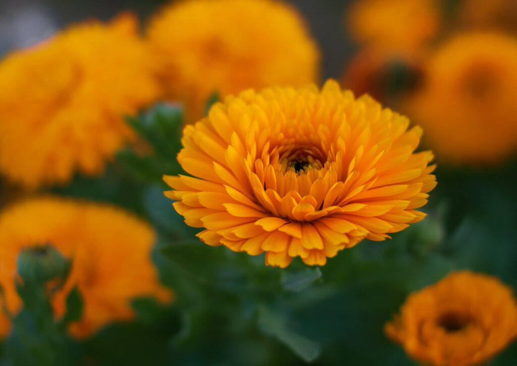 Calendula