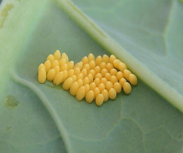 Huevos de Oruga de la Col