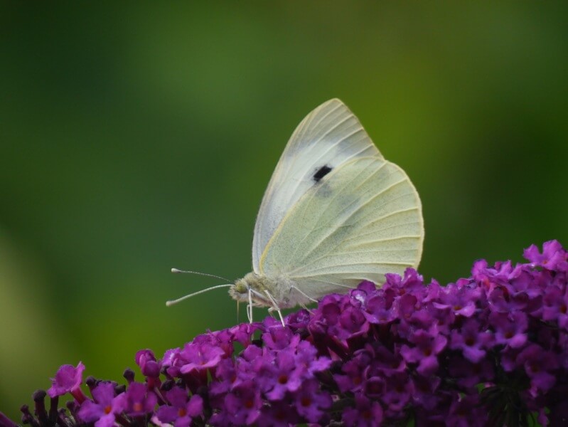 Mariposa de la Col