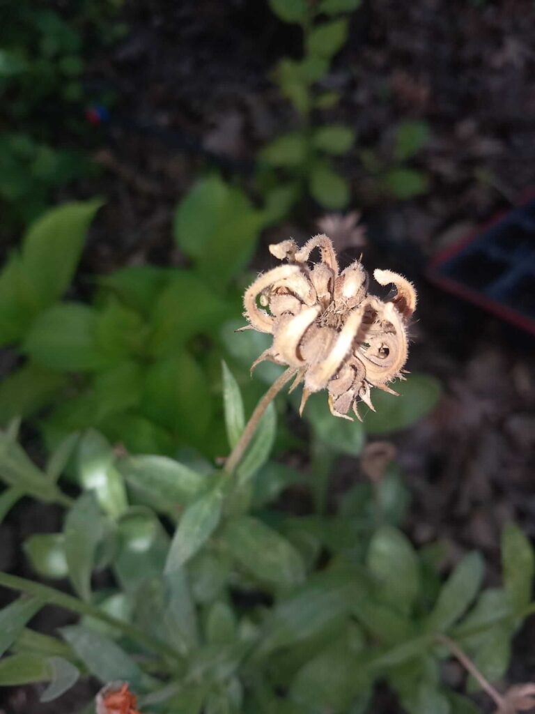 to obtain marigold seed