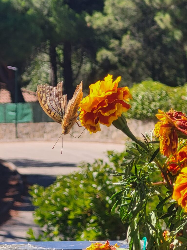 mariposa en tajetes