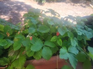 fresas de bosque