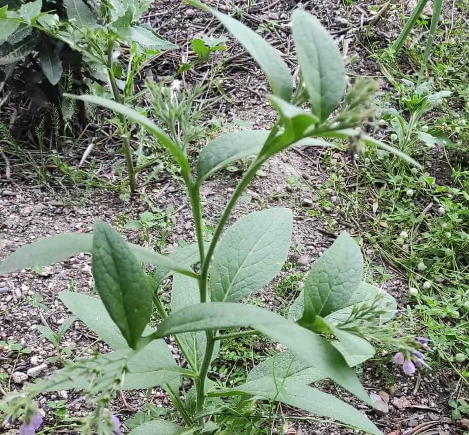 Plante de consoude russe