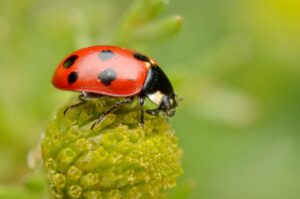 mariquita Coccinella undecimpunctata en planta