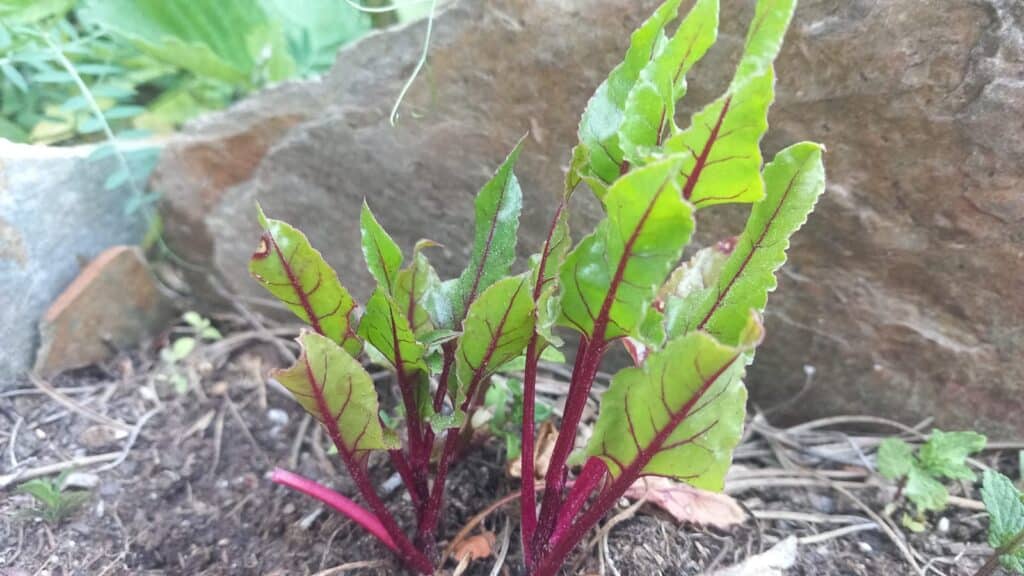 acelga roja plantada en suelo
