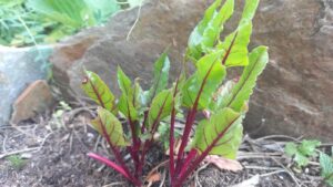 acelga roja plantada en suelo