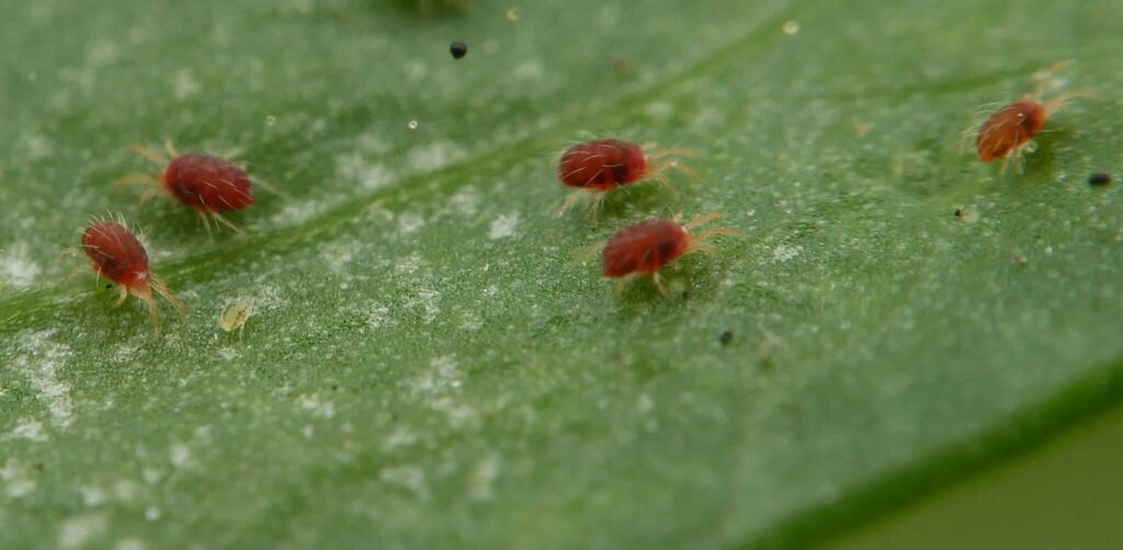 infestation de tétranyques
