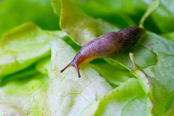 slug eating chard