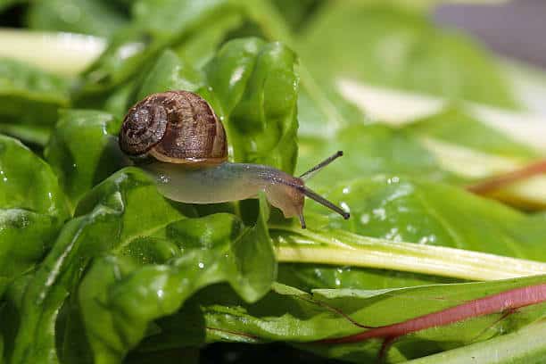 snail eating chard