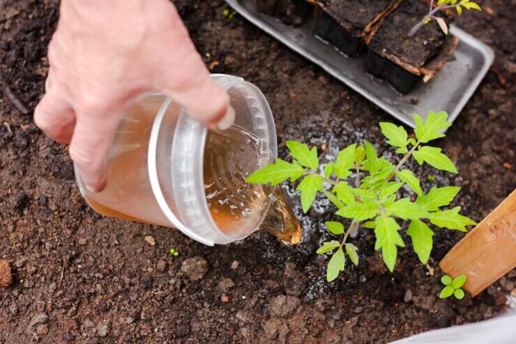compost tea