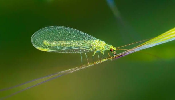 crisopa verde