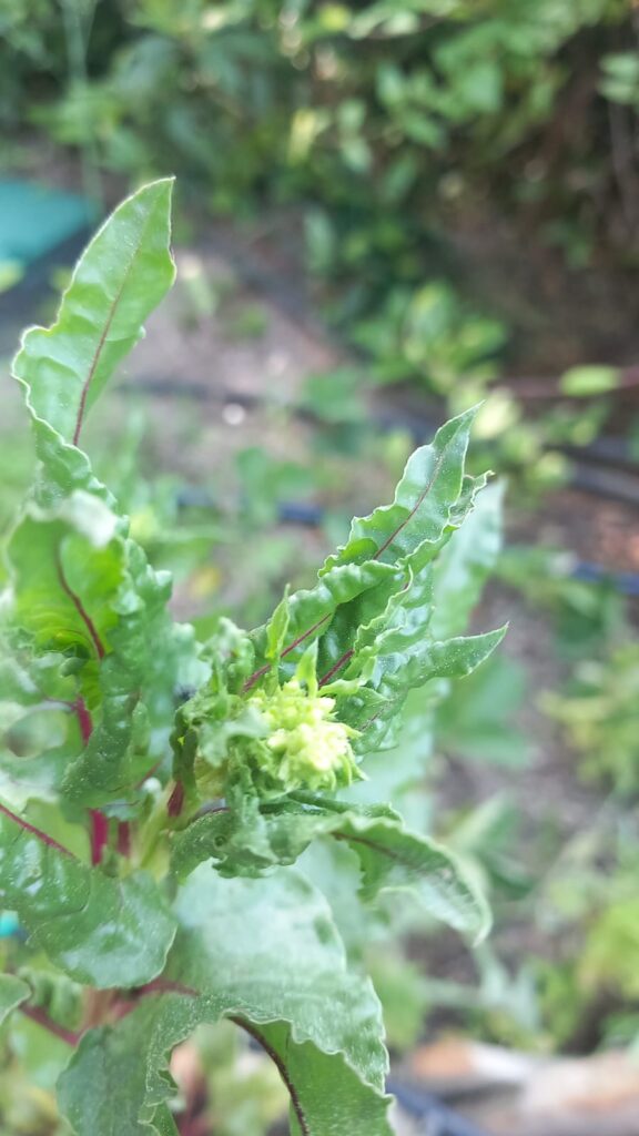 red chard flower