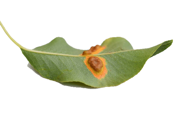 leaf with rust postulates