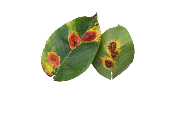 leaves with rust