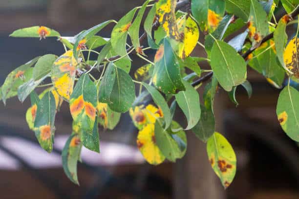 planta infectada por el hongo de la roya