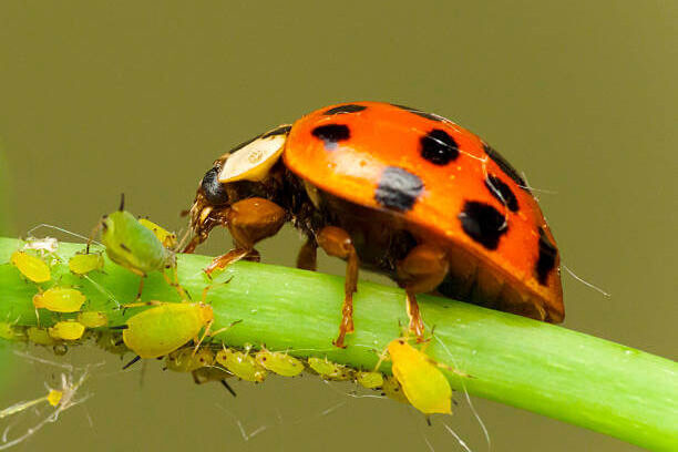 Coccinelle prédateur de pucerons