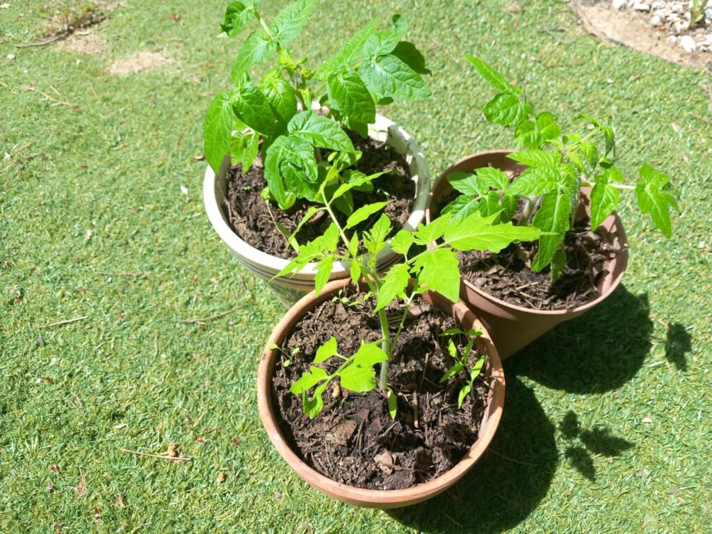 macetas de micro tomates