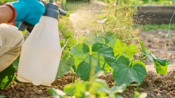 n'utilise pas de pesticides