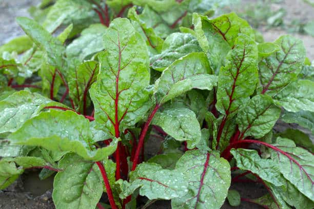 red chard plant