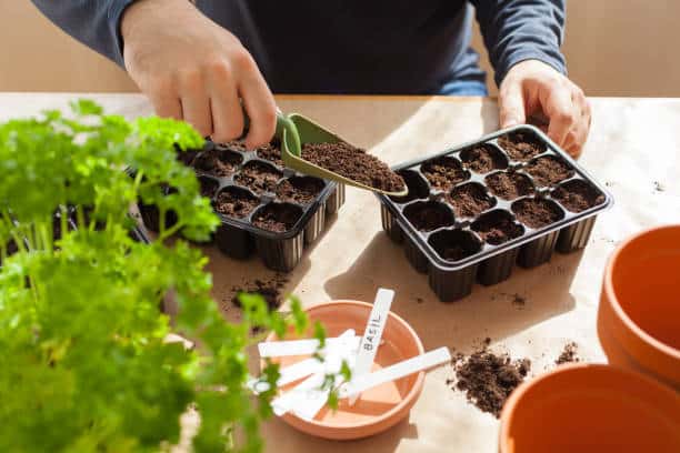 que plantar en el mes de junio