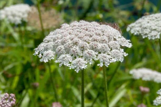 carotte en fleur  