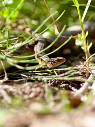 Lagartija camuflada en la zona de refugio