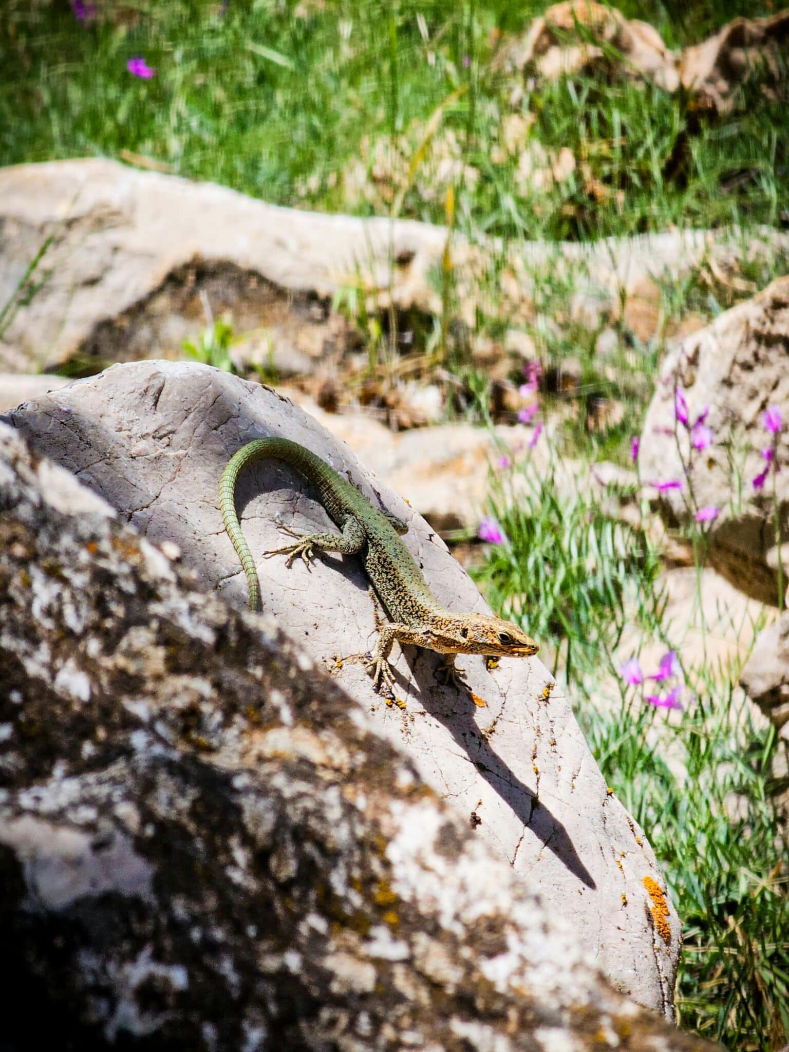Lagartija tomando el sol