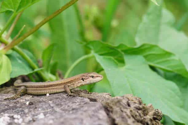 lagartijas: pequeñas guardianas en el huerto