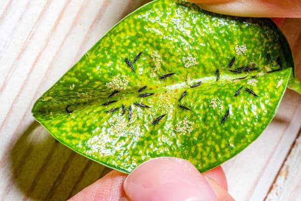 Thrips infestation