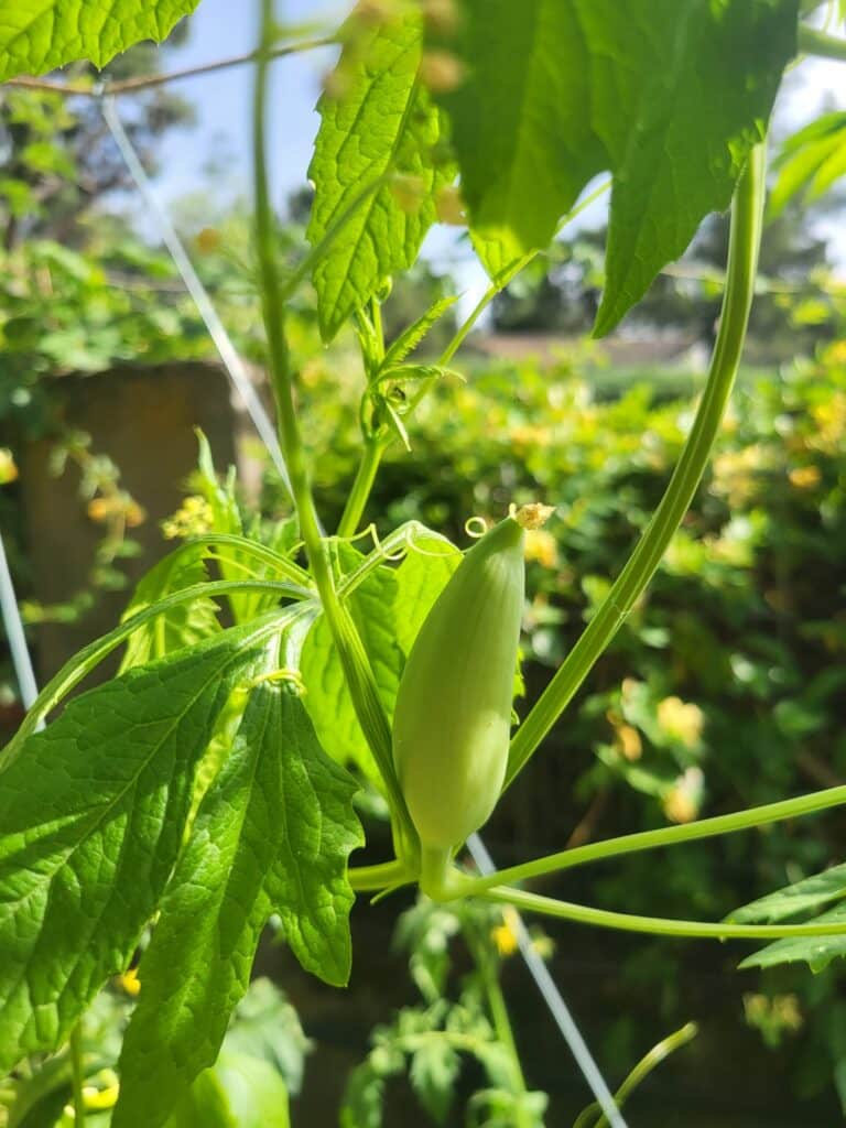 caigua fruit