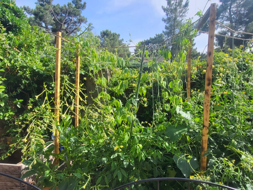 caigua planta