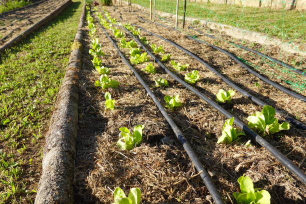 exudation irrigation  