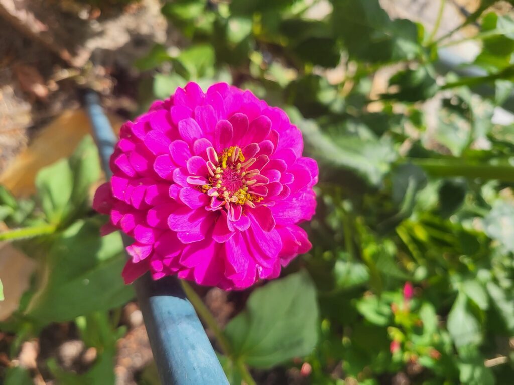 zinnia