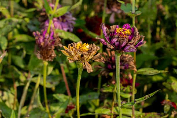 dry zinnia