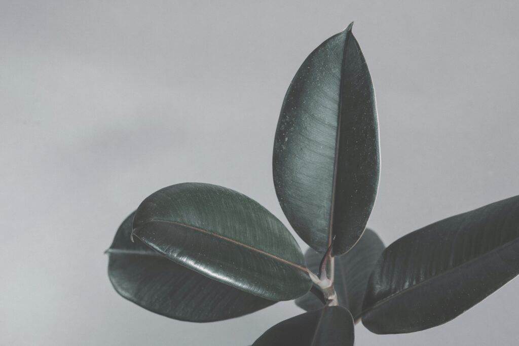Detailed close-up of glossy Ficus Elastica leaves with a soft gray background, showcasing natural beauty and texture.