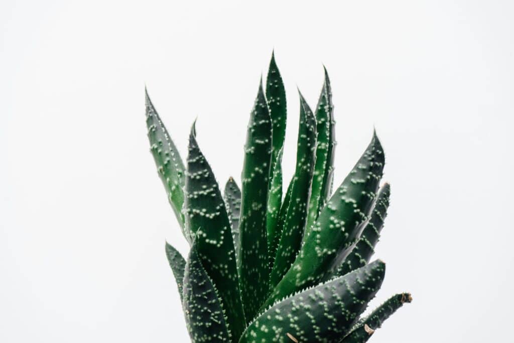 Detailed close-up of an aloe vera plant with a white background enhancing its texture and color.