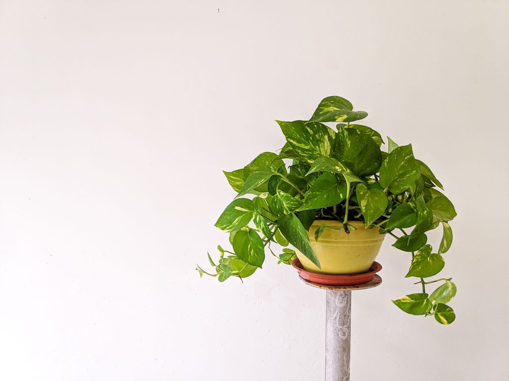 Pothos (Epipremnum aureum) en maceta - planta de interior resistente