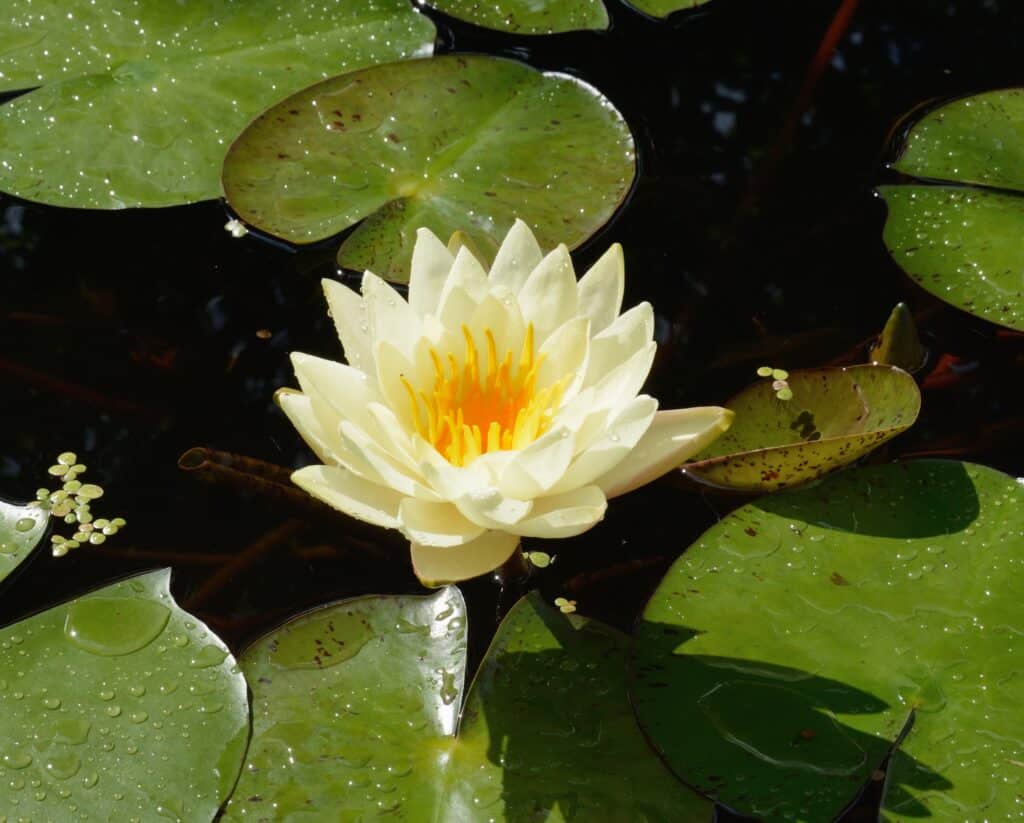 Nenúfar blanco en flor en un estanque de jardín