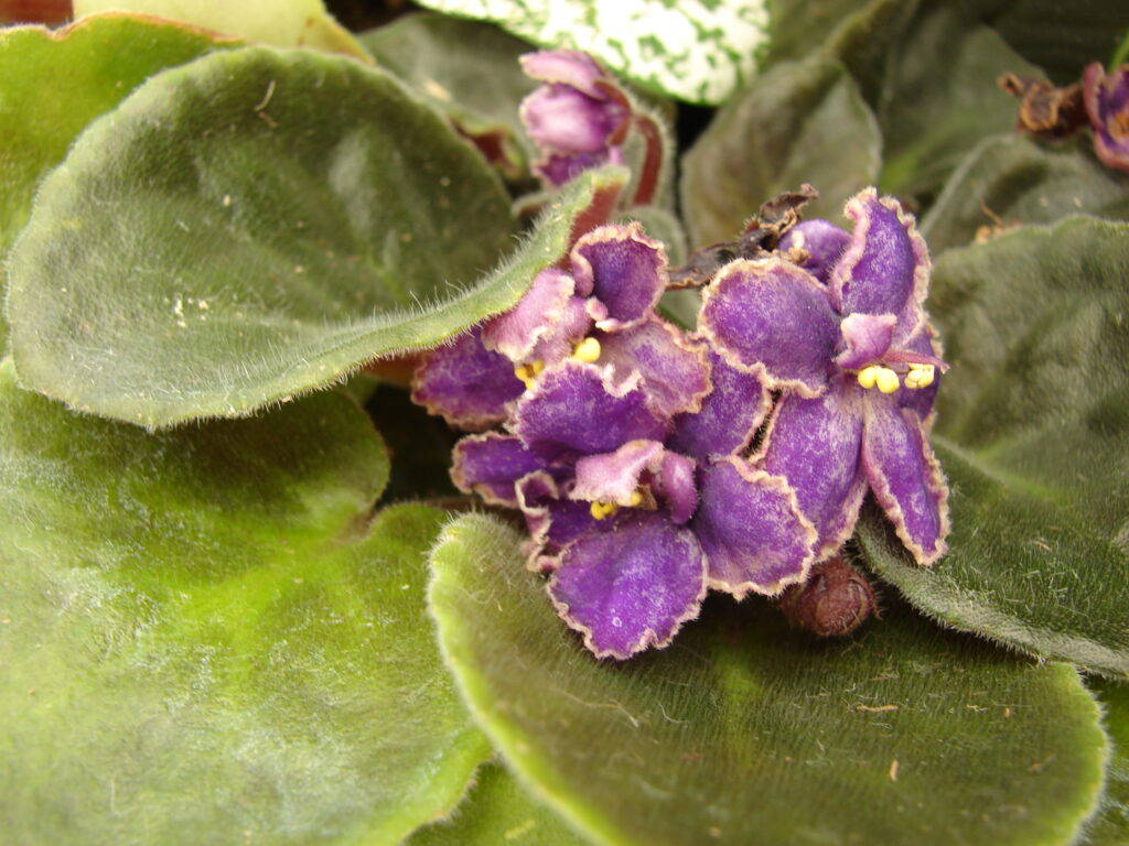 Violeta africana (Saintpaulia ionantha) en flor, con hojas y flores violetas